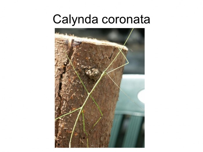 Calynda coronata